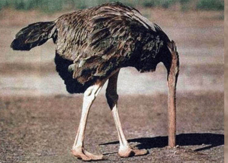 نعامة تدفن  راسها.gif