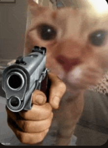 cat-meme-cat-with-gun.gif