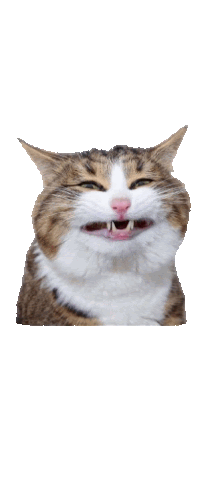 1773676240911.png