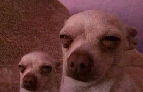 Screenshot 2026-03-19 at 00-19-57 dog looks suspicious meme - Google Search.png