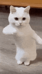 cool-fun.gif
