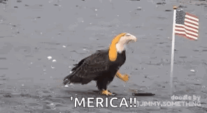 murica.gif