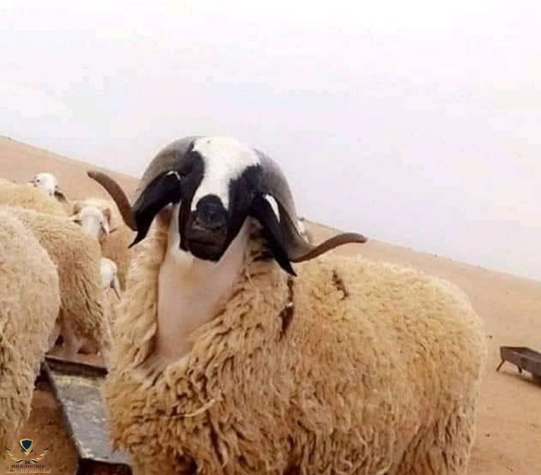 algeria-types-of-sheep-breeds.jpeg