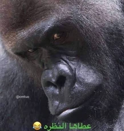 1782060691332.png