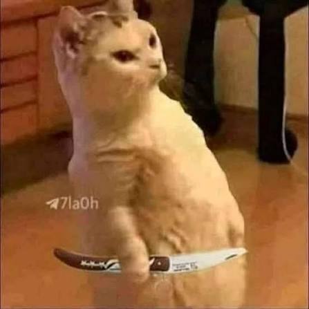 62936.jpg
