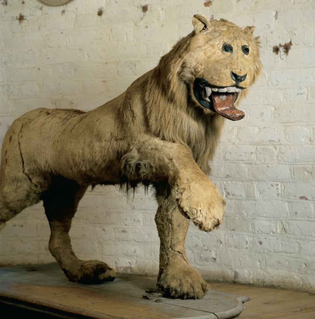 the-lion-of-gripsholm-castle-a-poorly-taxidermied-lion-from-v0-oet8zw8o0yb81.jpg