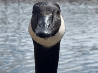 goose.gif