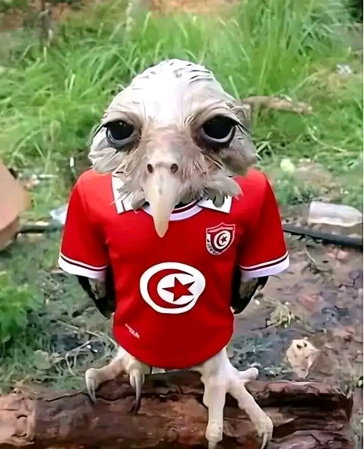 67161.jpg