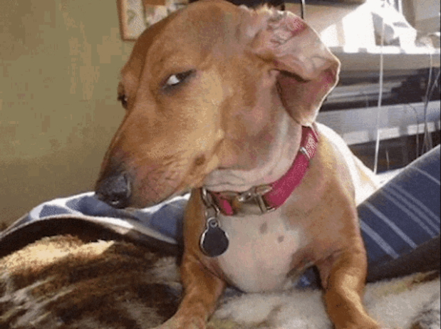 Screenshot 2026-07-06 at 01-49-21 suspicious dog meme - Google Search.png