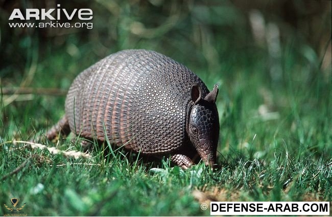 Southern-long-nosed-armadillo.jpg