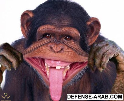 funny-images-of-monkey.jpg