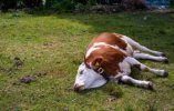 IMG_2949.jpeg