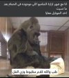 Screenshot_٢٠٢٥٠٦٢٧_١١٠٢٤٣_com_instagram_android_InstagramMainActivity_edit_90915003075681.jpg