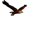 eagle_qhf88x11.gif