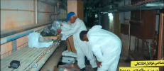 dimona1.png