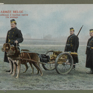 belgian-army-machine-guns-pulled-by-dogs-2.jpg