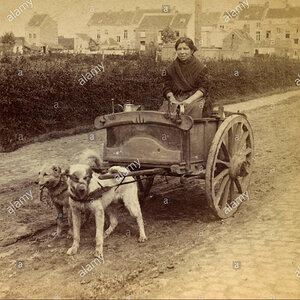 a-woman-carrying-the-milk-in-a-cart-pulled-by-a-dog-antwerp-belgium-2A9KH3G.jpg