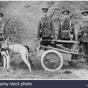 two-dogs-employed-by-the-welsh-fusiliers-to-haul-a-machine-gun-and-G3BA0F.jpg