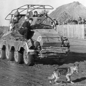 Liberated+Soviet+antitank+dog.jpg