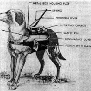 anti-tank-dog-outfit.jpg