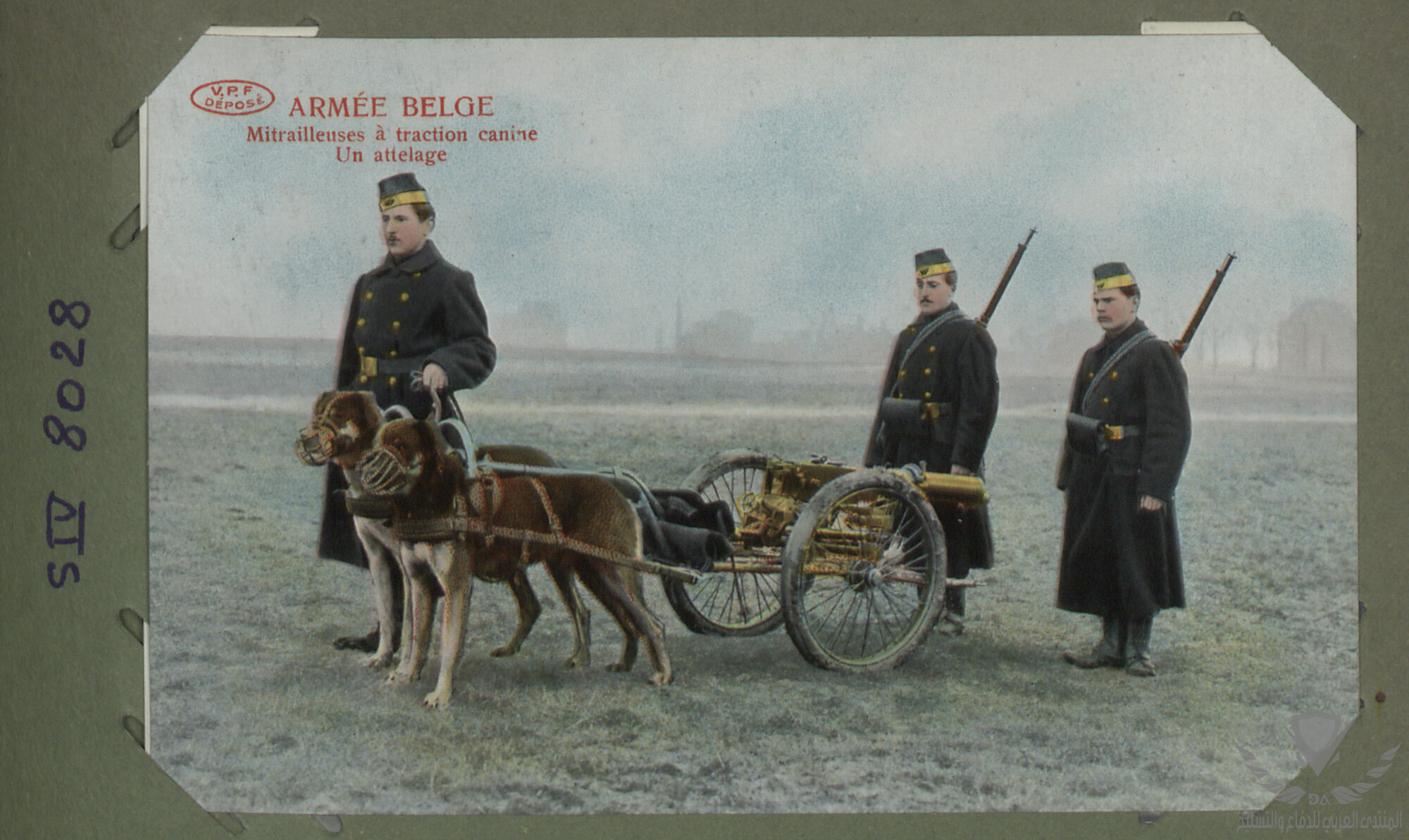 belgian-army-machine-guns-pulled-by-dogs-2.jpg