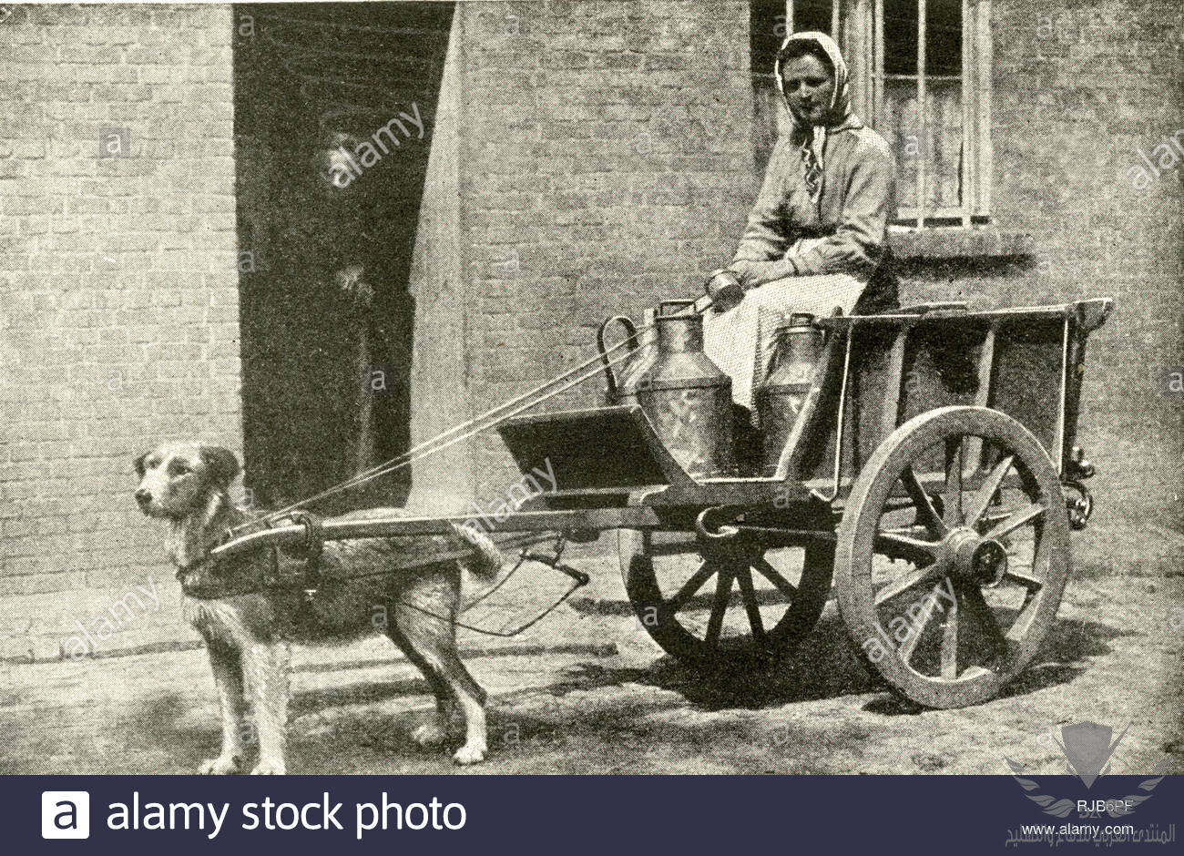 milkwoman-on-her-morning-round-with-a-dog-drawn-cart-belgium-RJB6PF.jpg