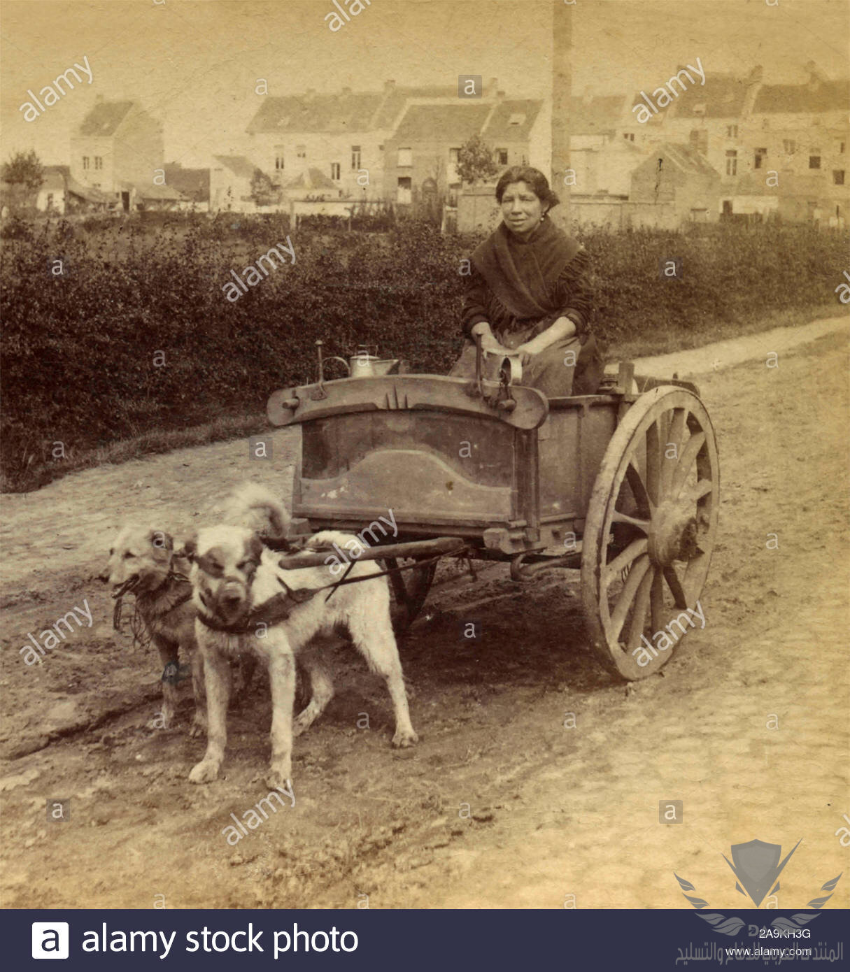 a-woman-carrying-the-milk-in-a-cart-pulled-by-a-dog-antwerp-belgium-2A9KH3G.jpg