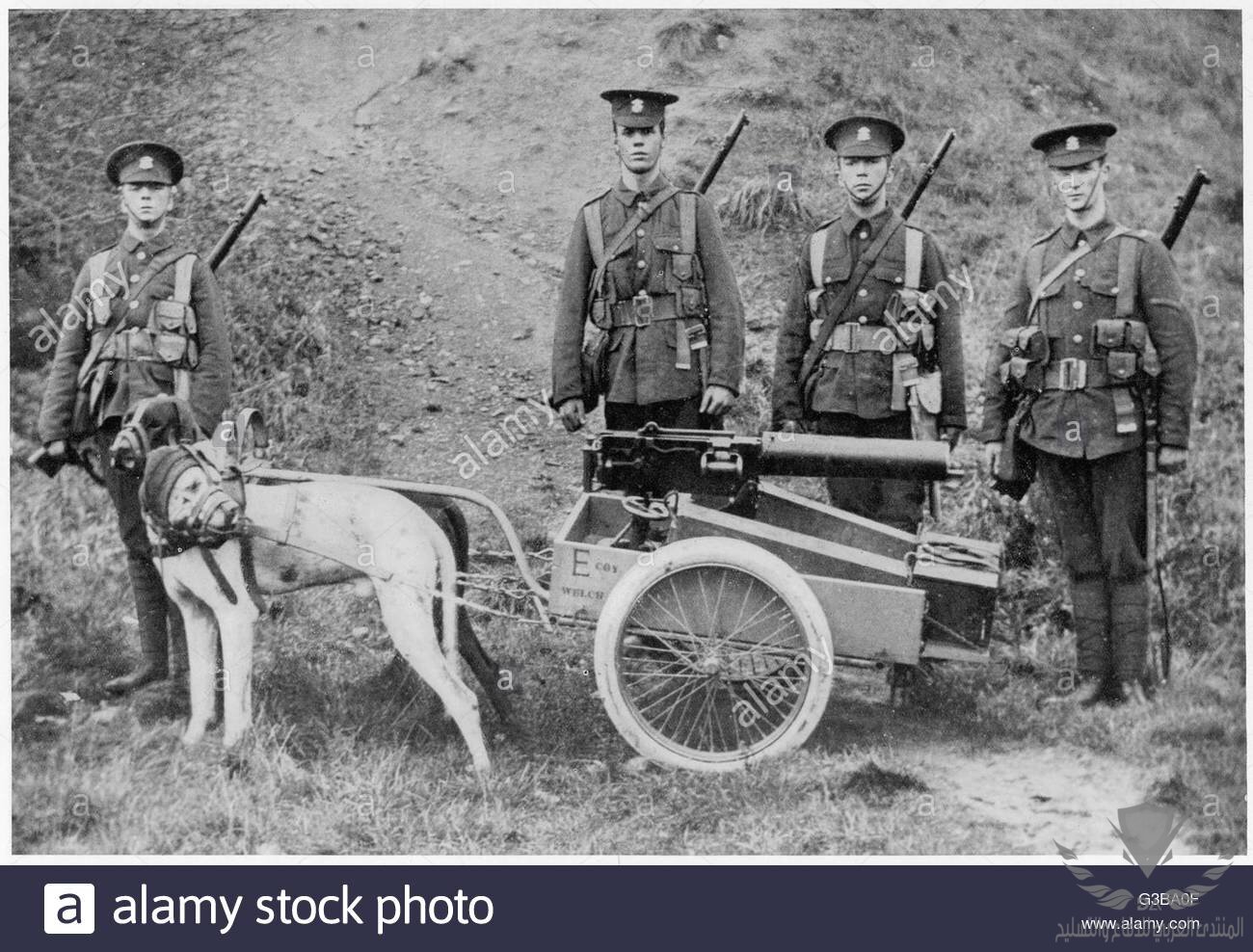 two-dogs-employed-by-the-welsh-fusiliers-to-haul-a-machine-gun-and-G3BA0F.jpg