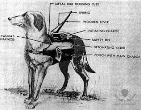 anti-tank-dog-outfit.jpg