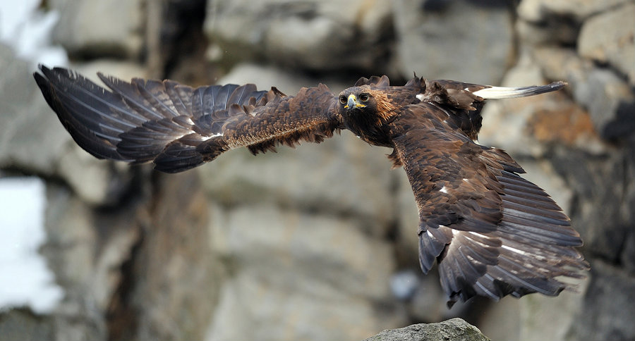 featured-eagle-attacking-deer.jpg