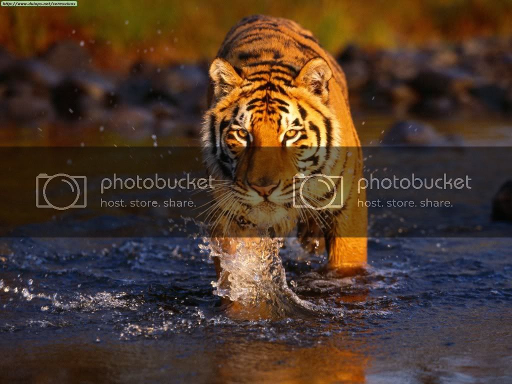 Creek_20Crossing_20Bengal_20Tiger.jpg