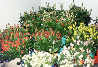 www.albayan.ae