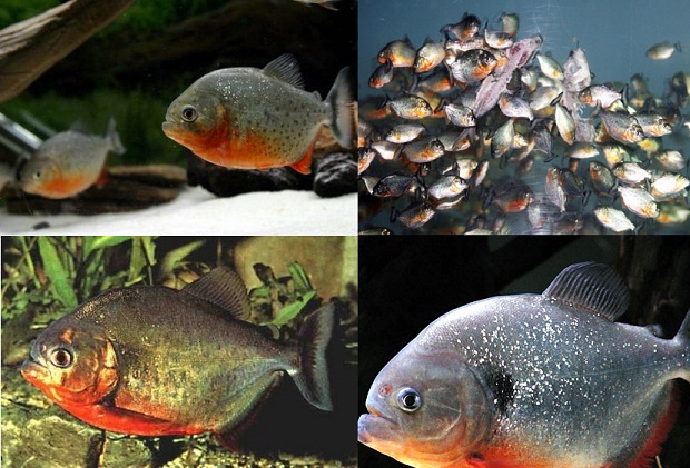 piranah.jpg