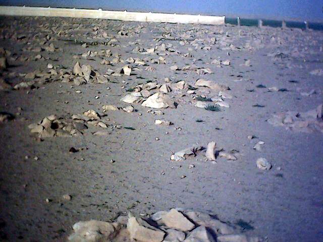 mk1054_558822.jpg