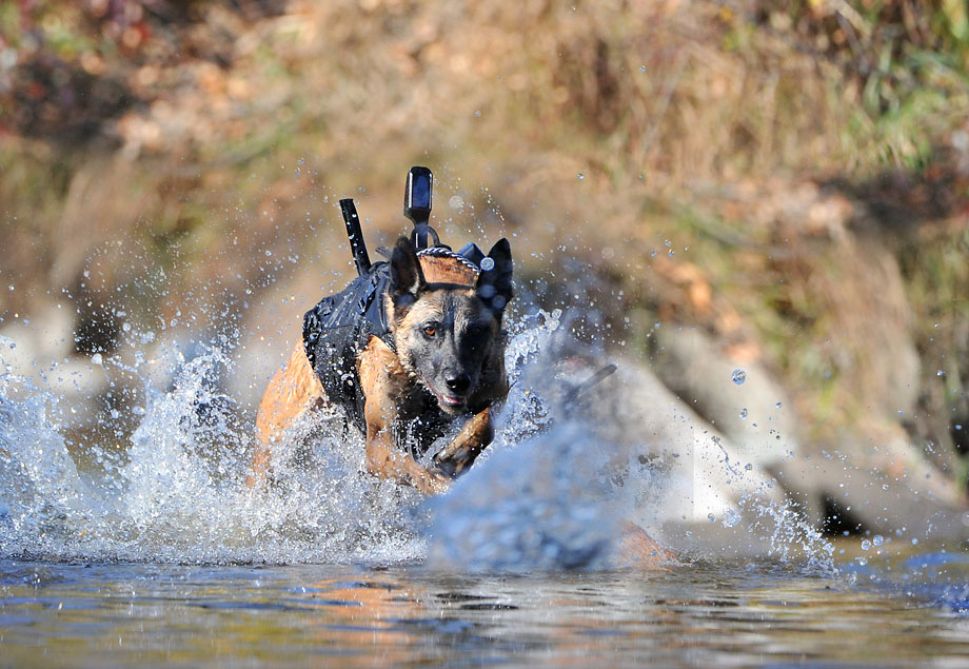 War%20Dog%20005.jpg