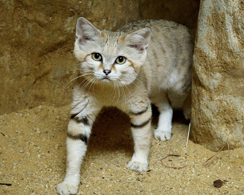 sand-cat-burrow.jpg.824x0_q71.jpg