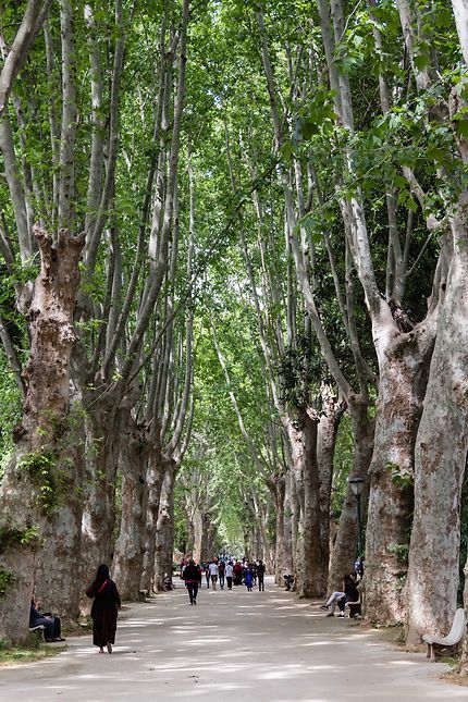Alger - Jardin d'Essai - Allée des platanes