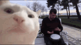 cat-vibing-vibing-cat.gif