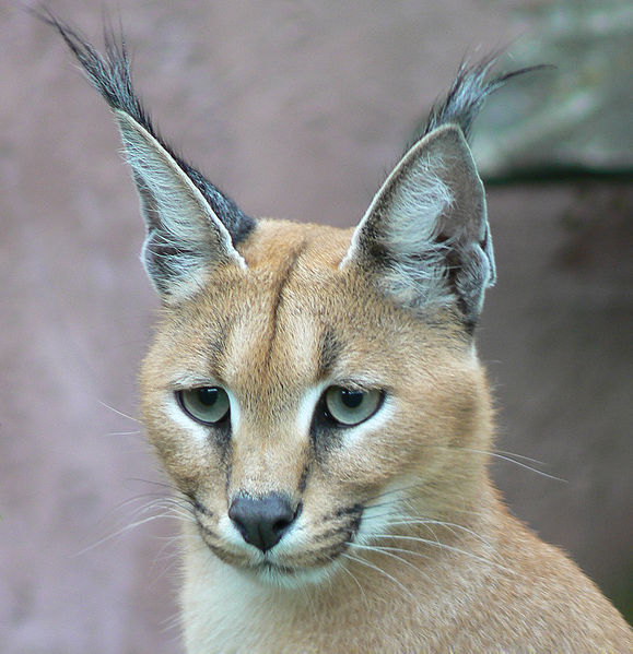 579px-Caracal001.jpg