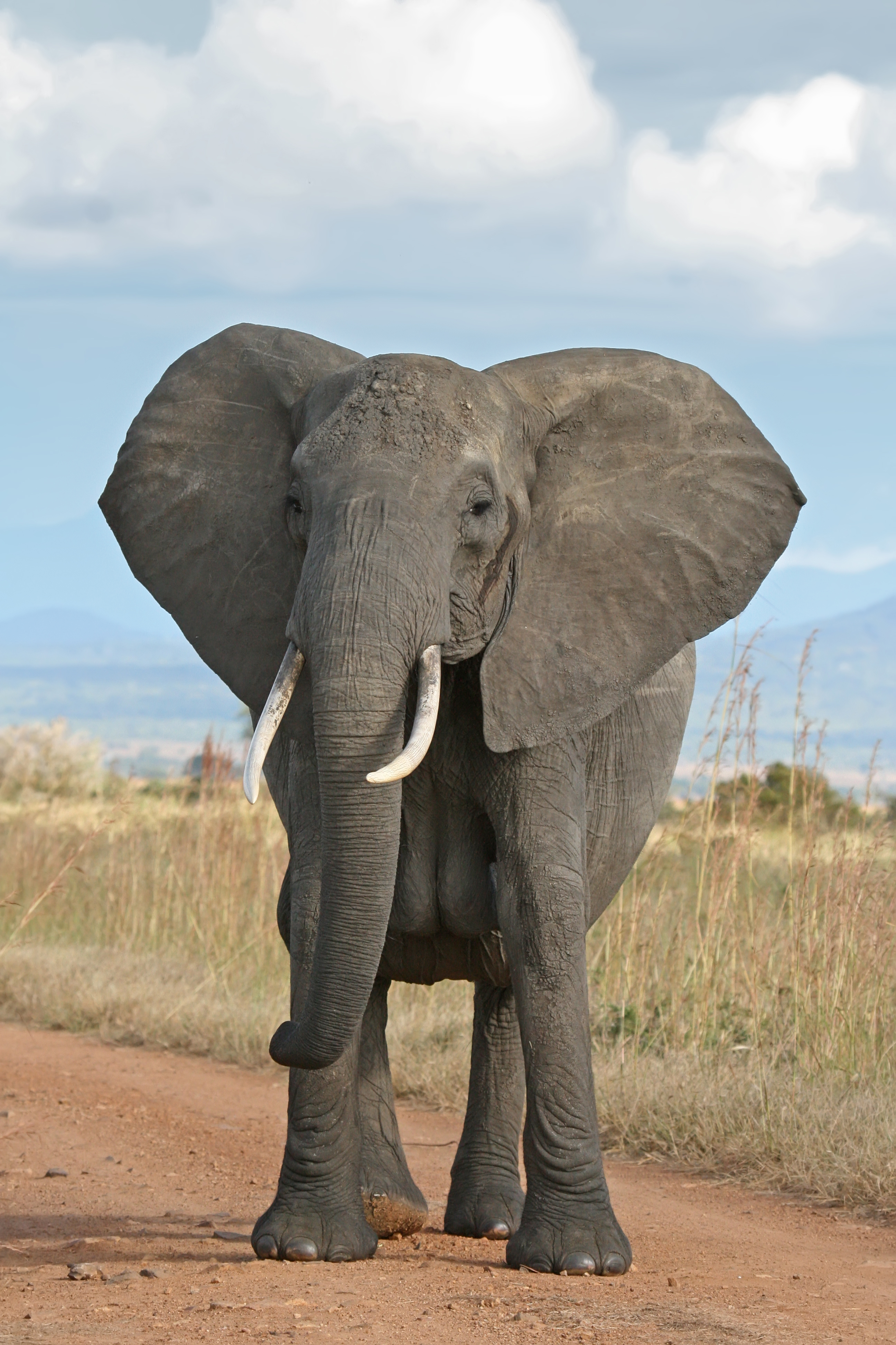 African_Bush_Elephant.jpg