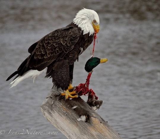 its-a-bird-eat-bird-kind-of-world.JPG