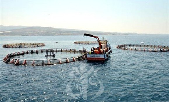 صيد بحري: تغيير شامل لهيكلة وتسيير القطاع لتلبية الطلب وتشجيع الاستثمار
