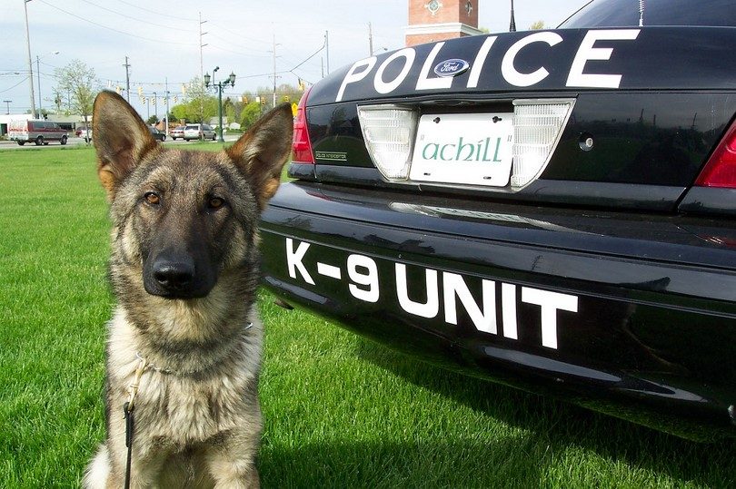Secret-service-dogs-K9-810x539.jpg