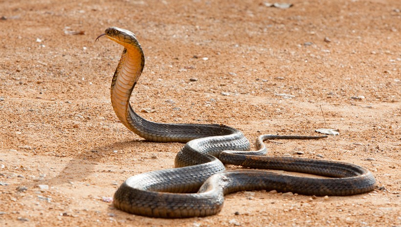 king-cobra-longest-snake-world-820x464.jpg