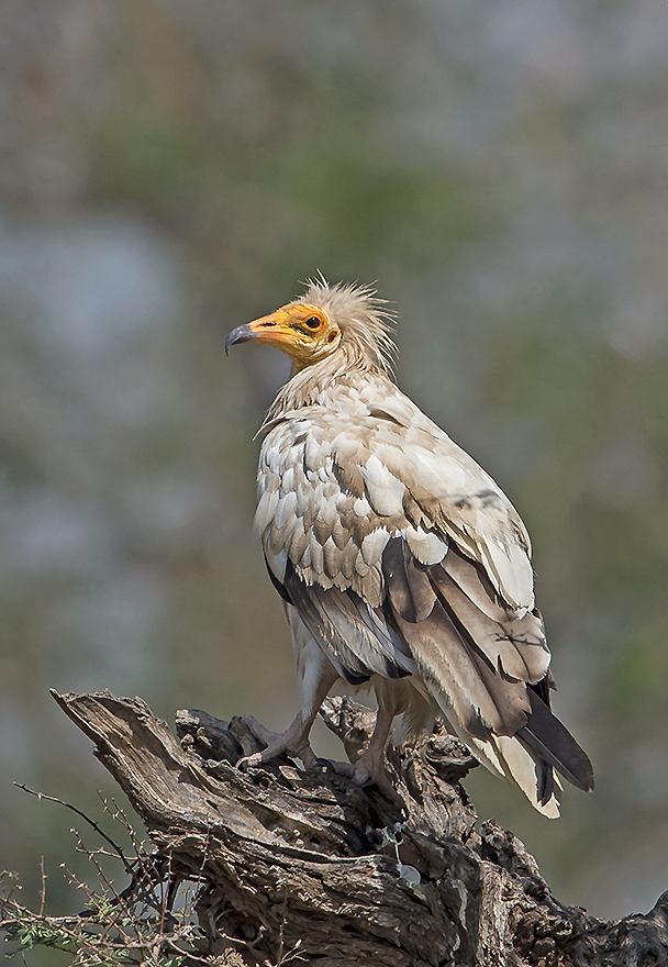 Egyptian_Vulture_%2818208369344%29.jpg