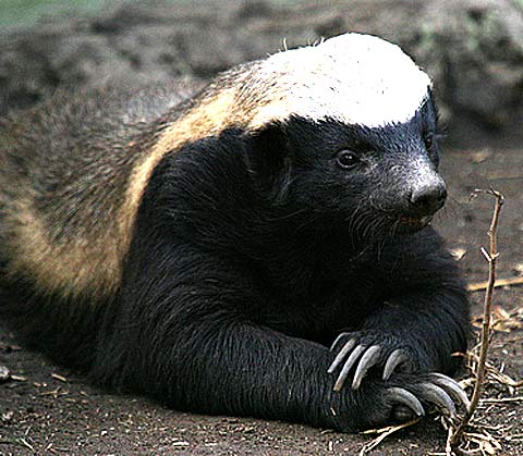 honey-badger-dont-care-just-chillin.jpg