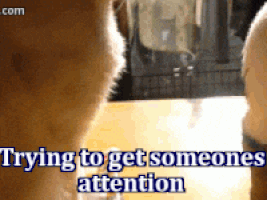 attention GIF