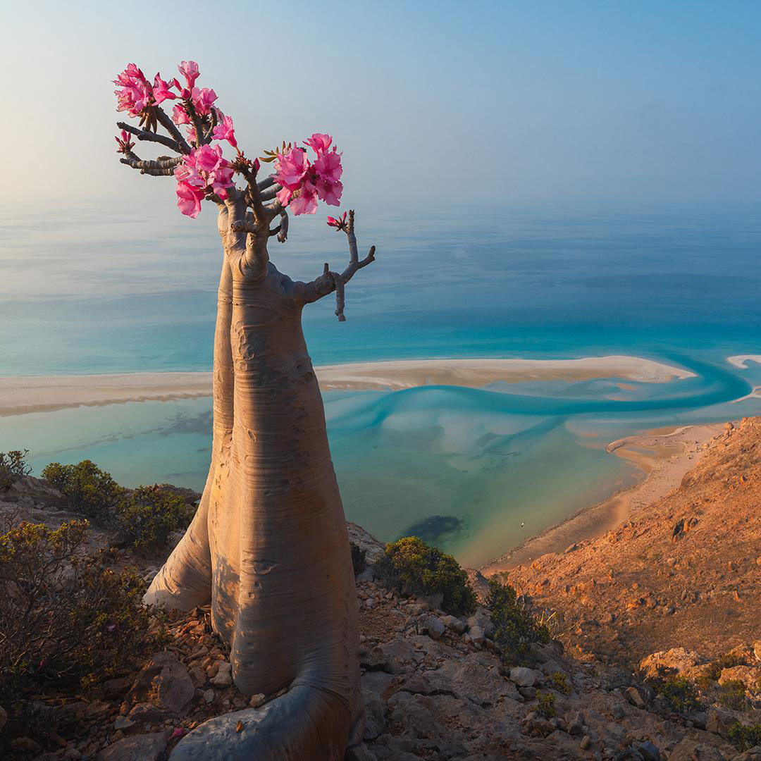 Socotra-Desert-Rose02.jpg
