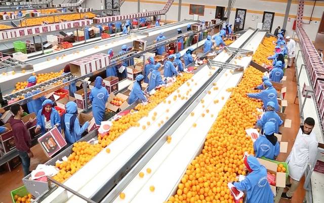 نمت صادرات مصر من قطاعي الصناعات الغذائية والحاصلات الزراعية بنسبة 13.6% خلال أول ثمانية أشهر من العام الحالي 2021.
