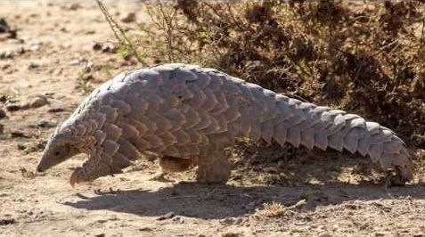 pangolin-4-africa.jpg